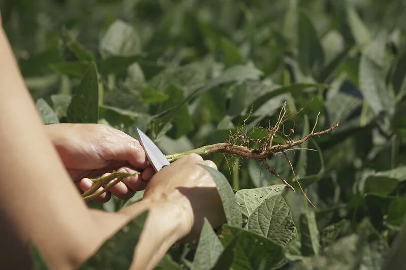 Soybean Roots - United Soybean Board