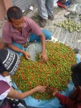 "Dalle Khorsani," Sikkim's famed red hot cherry pepper